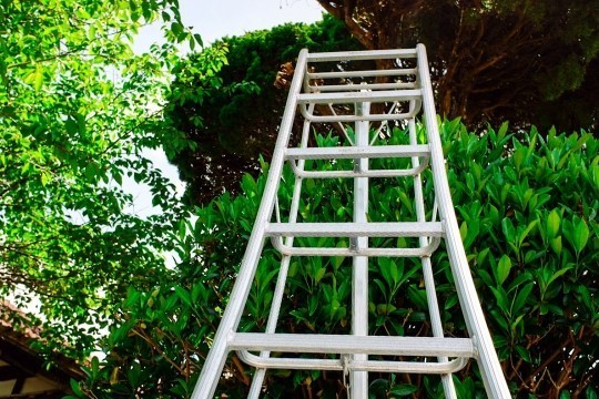 庭木の伐採【東京・千葉・埼玉・茨城】