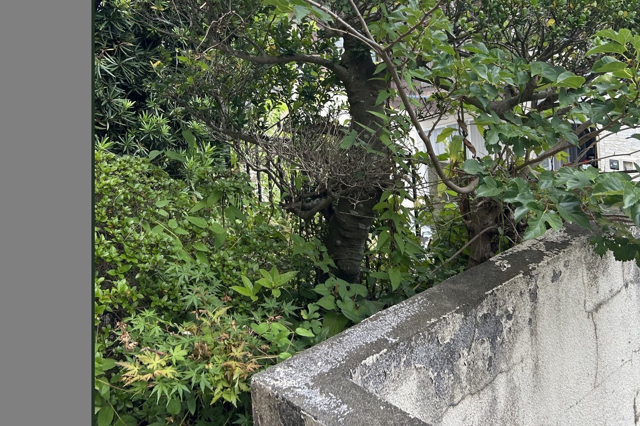 千葉の大きくなりすぎた庭木の伐採